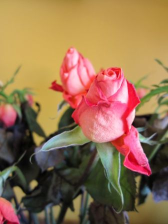 Une rose