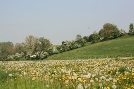 Pissenlits, chemin de Ligny