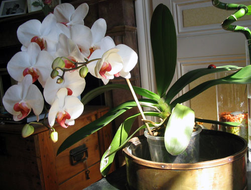 orchidee avant