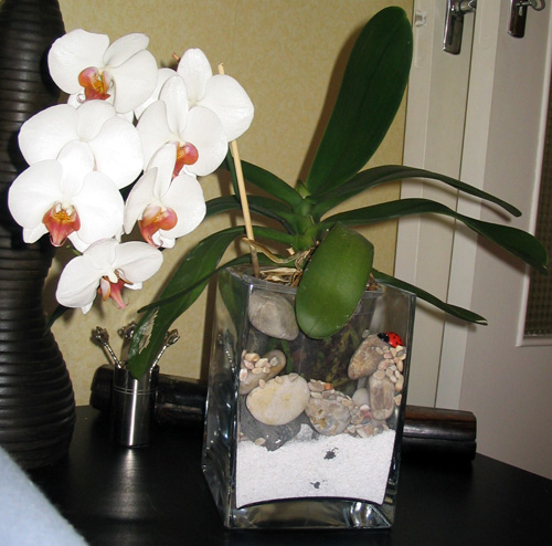 orchidée apres